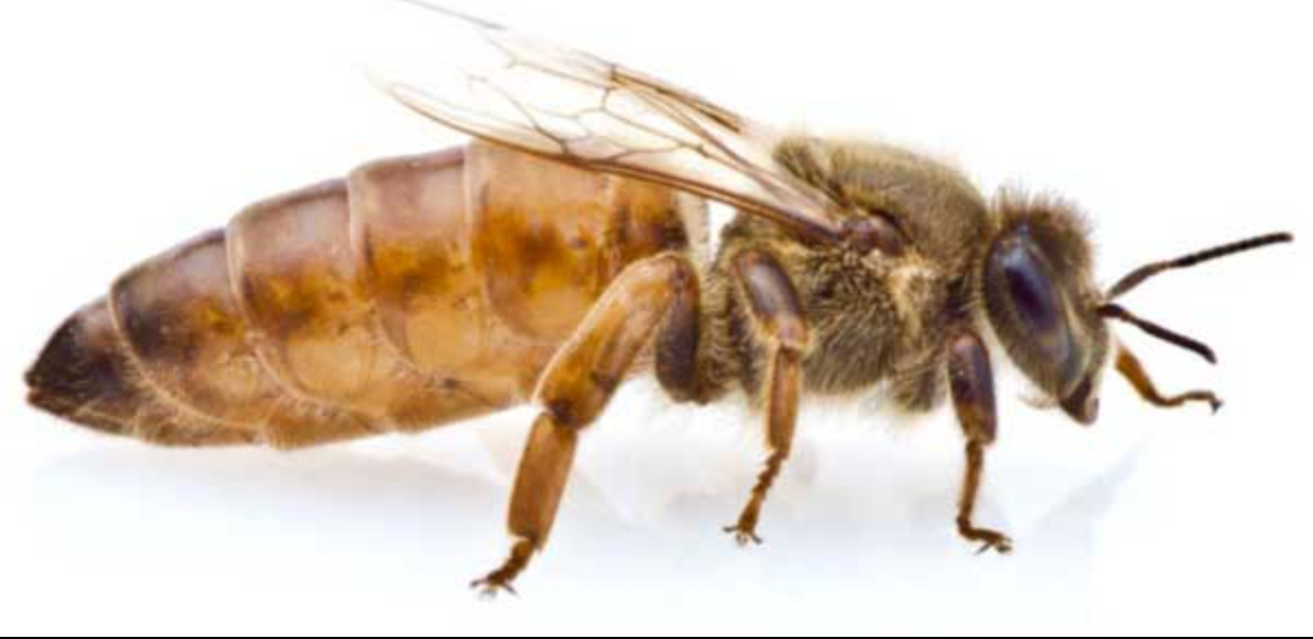 Queen Bee