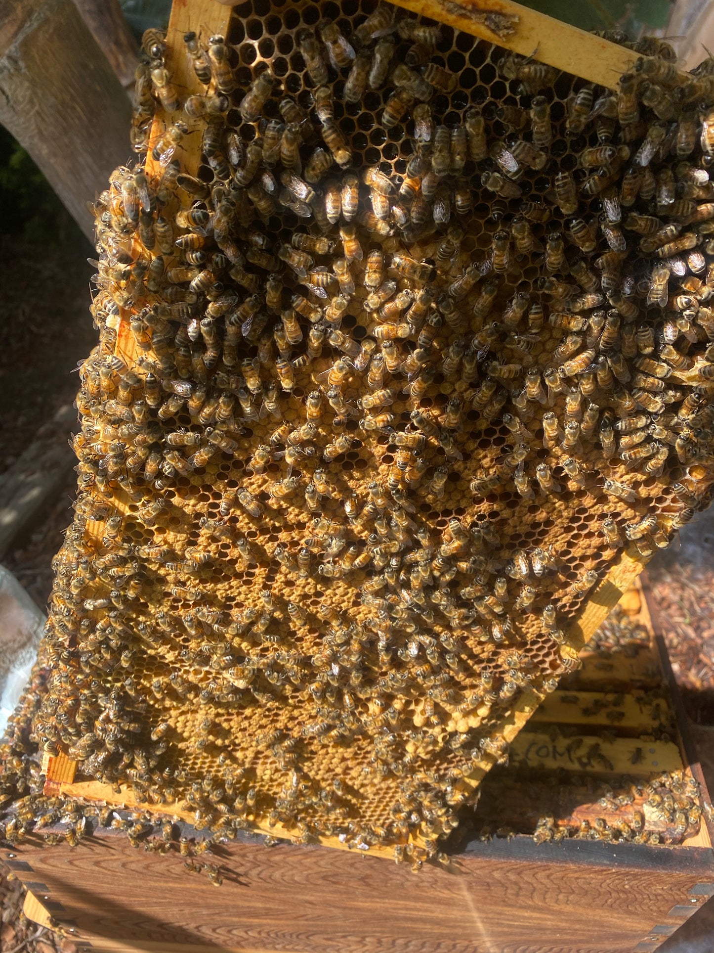 Hive Check