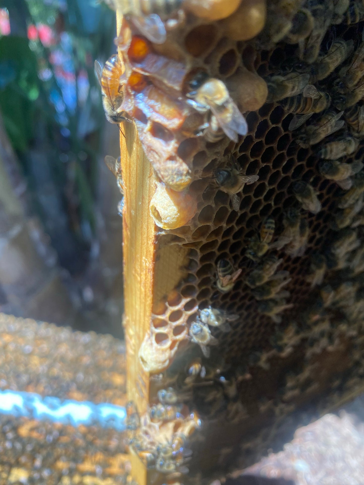 Hive Check