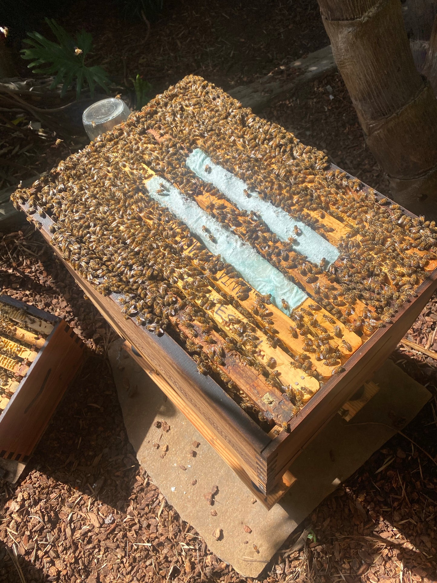 Hive Check
